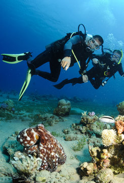 scuba divers look at octopus
