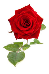 beautiful red rose over white background