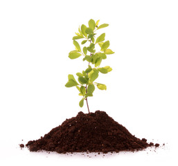 Young plant in ground over white background
