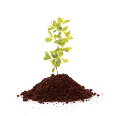 Young plant in ground over white background