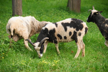 Obraz premium SONY DSC