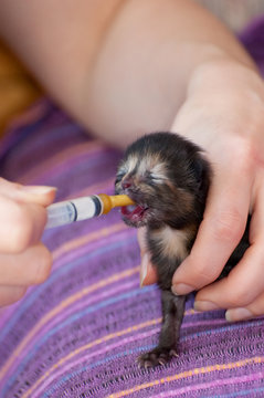 Newborn Hand Reared Kitten Suckling Milk From A Syringe