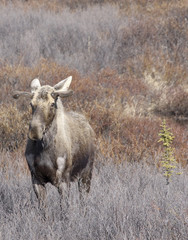 Moose in Field
