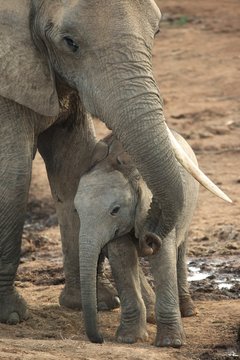 Fototapeta Baby African Elephant