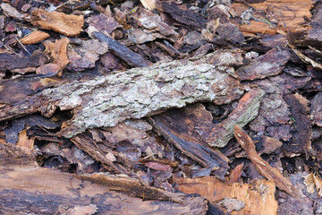Baumrinde auf dem Waldboden