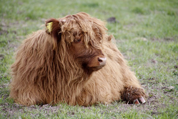 Schottisches Hochlandrind Kalb