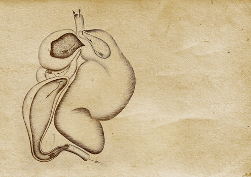 Abdomen Illustration (from late 1800)