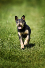Terrier auf einer Wiese