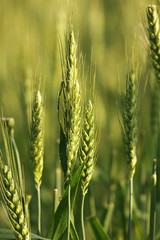 spiga di grano