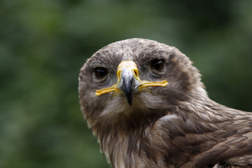 Steppenadler