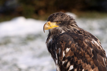 Weißkopfseeadler (Jungtier)