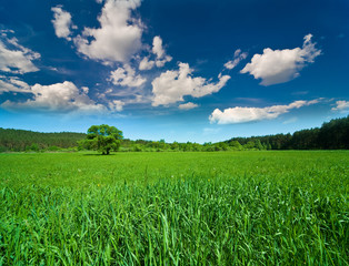 sky with clouds and the green field