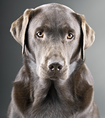 Handsome Chocolate Labrador against Grey Background
