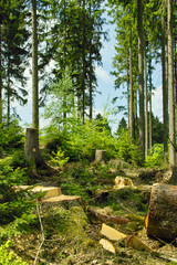 Naklejka premium Forest