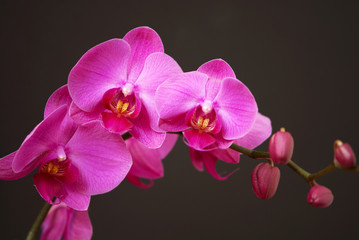 Naklejka na ściany i meble Pink orchid with buds