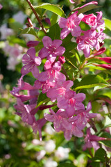 Groupe de fleurs violettes mauves sur la branche d'arbre