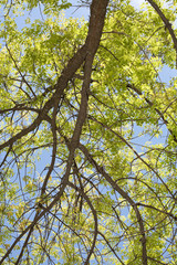 Tree branch designs.