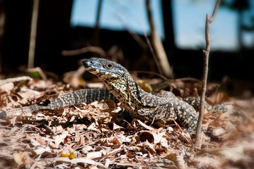 Naklejka premium Monitor Lizard in the Whitsundays