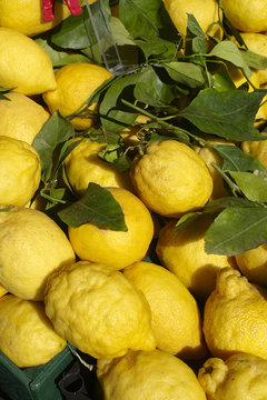 cedrolimoni