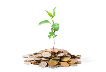 Plant growing on coins symbolizing financial growth