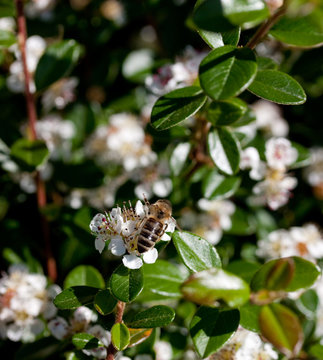Abeille qui butine une fleur