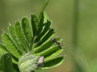 Fototapeta na wymiar カラスノエンドウの葉を這いまわる蟻