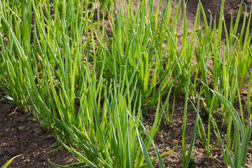 Obraz premium Onions Growing In The Garden