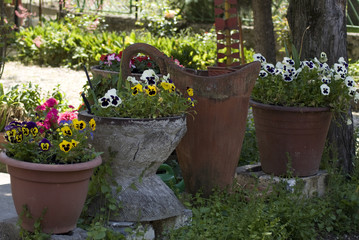 Vasi di viole del pensiero