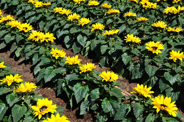 Obraz premium Rangées de tournesols