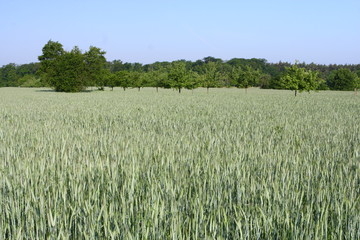 Getreidefeld 