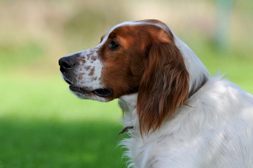 Irish Setter