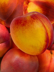 Fruit   hybrid   peach   apricot