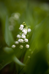 lily of the valley