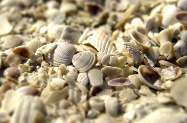 Seashells