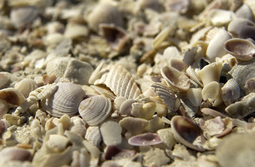 Seashells