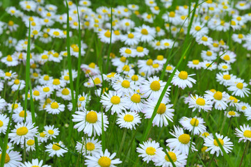 G&auml;nsebl&uuml;mchen