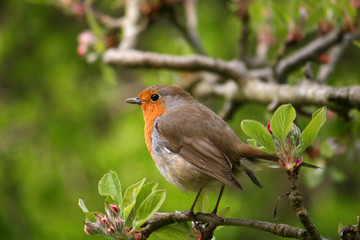 robin