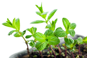 green mint sprouts in plastic pot