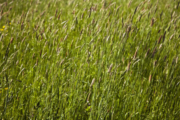 grass and blooming flowers
