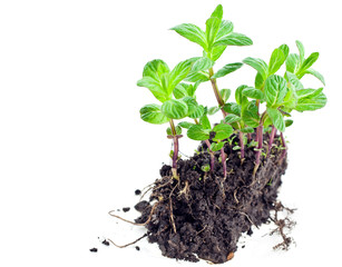 green mint sprouts