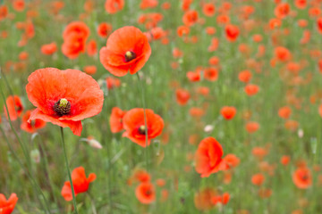 Beautiful poppies in a field