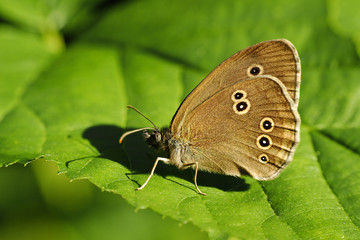 butterfly on the leaf