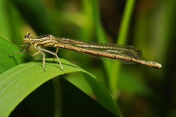 dragonfly on the leaf
