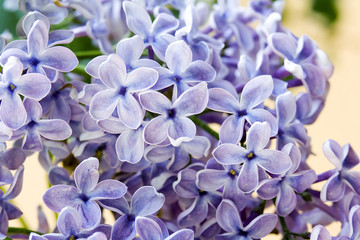 violet flowers of lilac