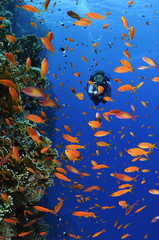 Obraz na płótnie Canvas Female diver exploring coral reefs and colorful anhias fishes.