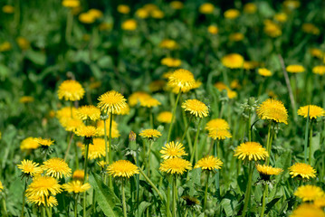 Dandelion flowers field