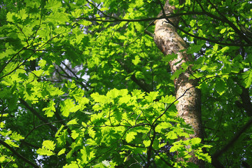 liście pod słońce