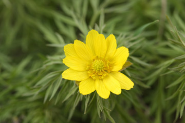 wild spring an adonis