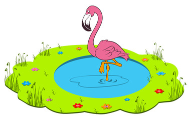 flamingo bird