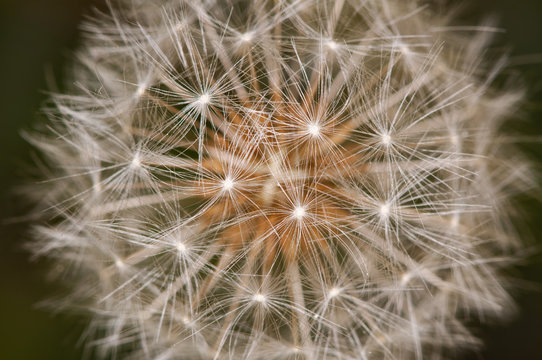 macro detail of a dandelion clock